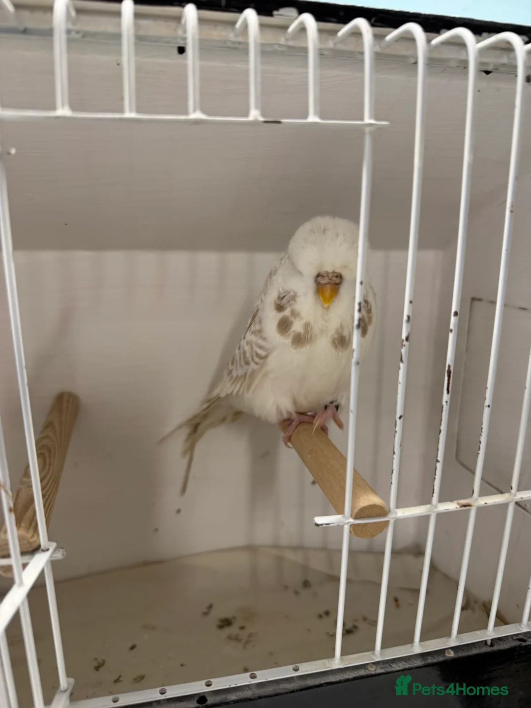 Budgerigars birds for sale: English budgies - Advert 5