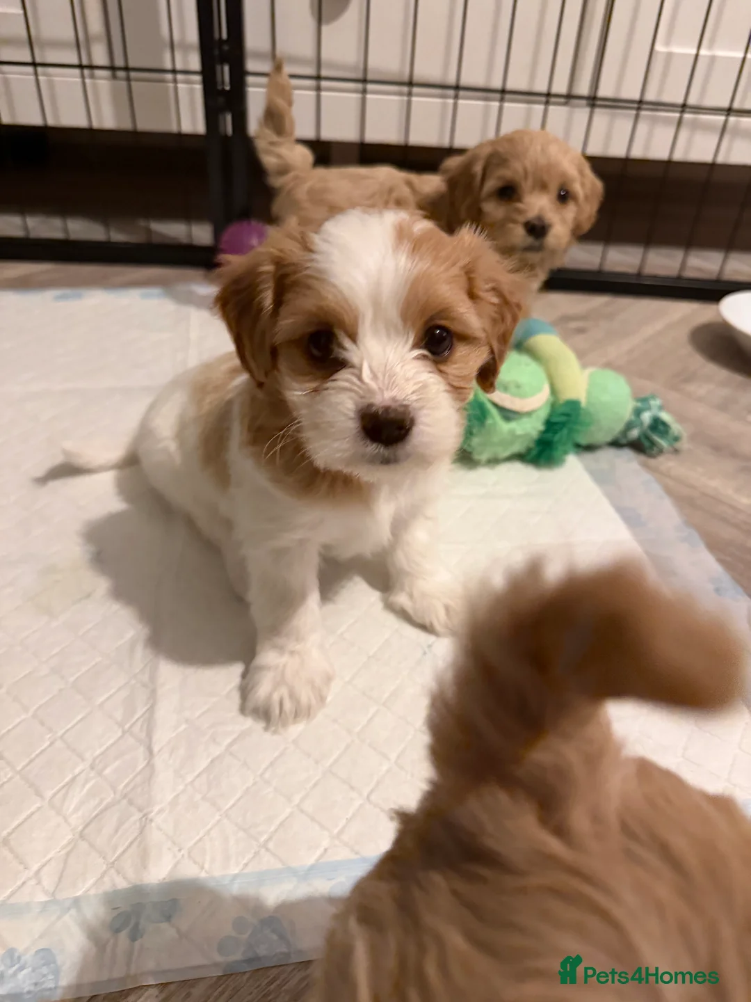 Mixed Breed dogs for sale: Cavamaltipoo - Advert 10