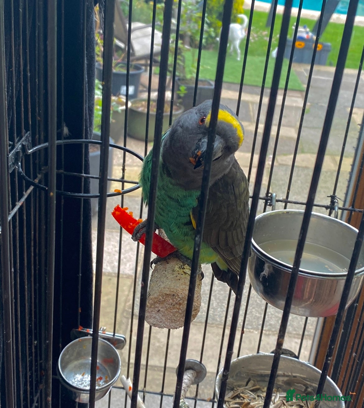 Parrots birds African Meyer’s – Looking for an Experienced Home - Advert 10