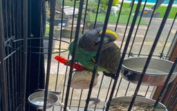 Parrots birds for sale: African Meyer’s – Looking for an Experienced Home - Image 1