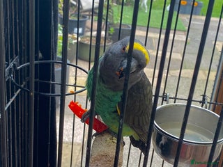 Parrots birds - Advert 7