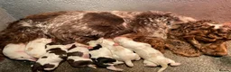 Cocker Spaniel dogs for sale: KC registered Cocker Spaniel Pups DNA tested - Advert 2