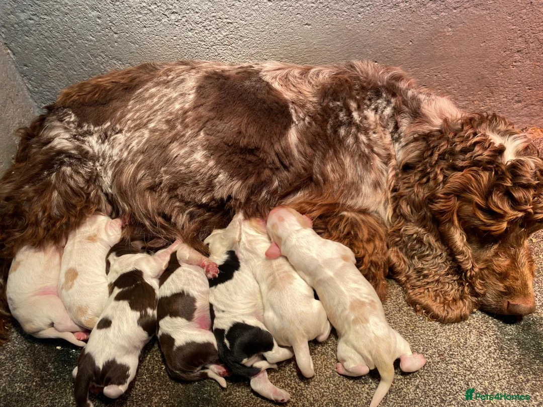 Cocker Spaniel dogs for sale: KC registered Cocker Spaniel Pups DNA tested - Advert 2