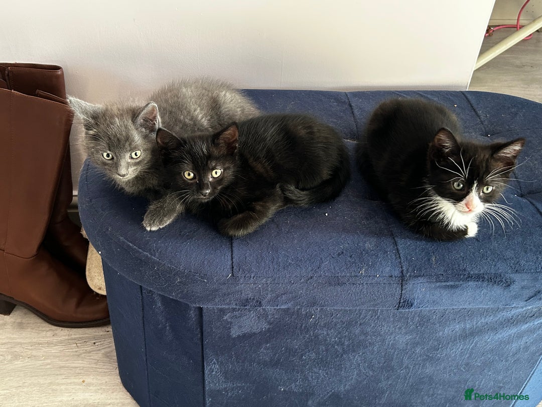 Mixed Breed cats for sale: 4 fluffy kittens  - Image 7
