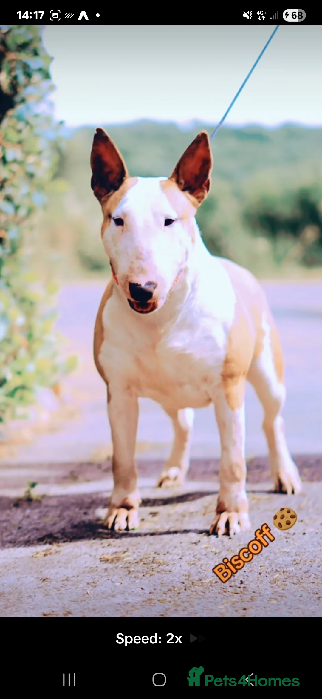 English Bull Terrier dogs for sale: Red and white EBT  - Advert 1