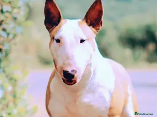 English Bull Terrier dogs Red and white EBT - Advert 2