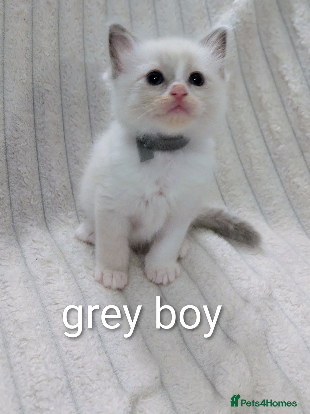 Ragdoll cats for sale: 6 beautiful pure Ragdoll  - Image 3