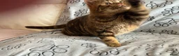 British Shorthair cats for sale: Reserved Chocolate tabby British shorthair male - Advert 6