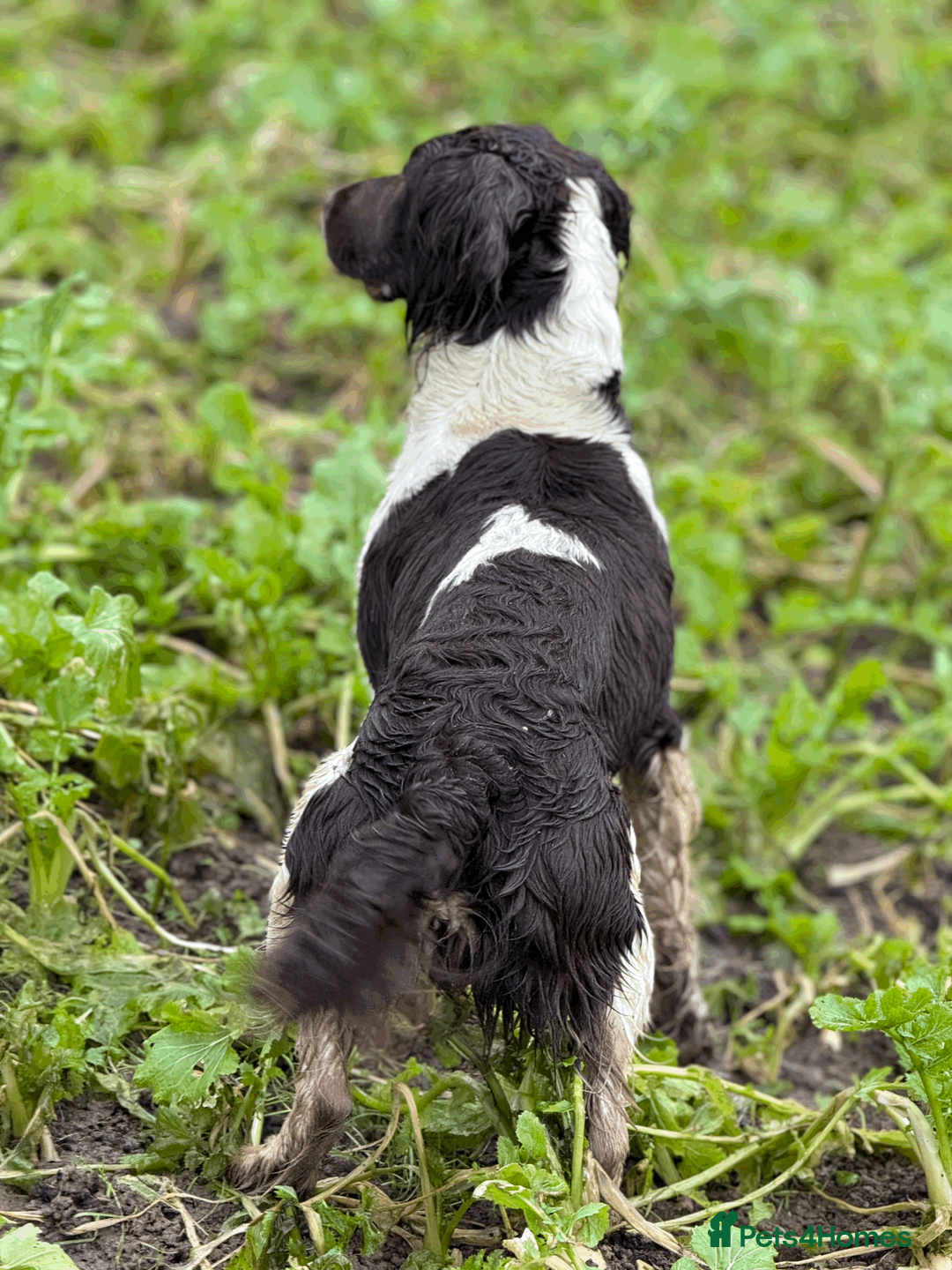 English Springer Spaniel dogs for stud: Heavily Marked Health Tested L/W Springer Stud - Advert 2