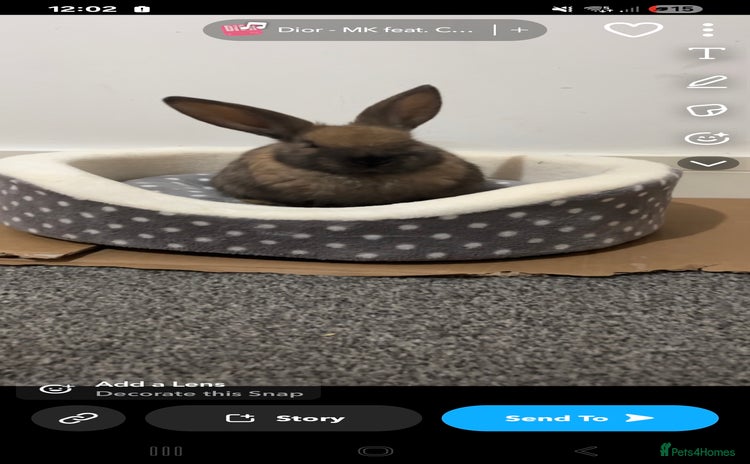 Lionhead rabbits - Advert 5