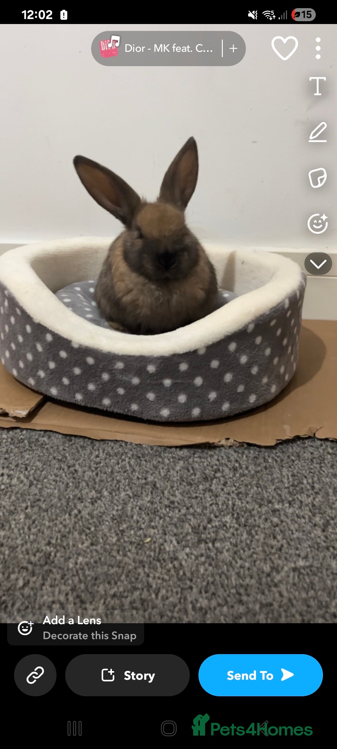 Lionhead rabbits for sale: Baby rabbits set of 5 - Image 2