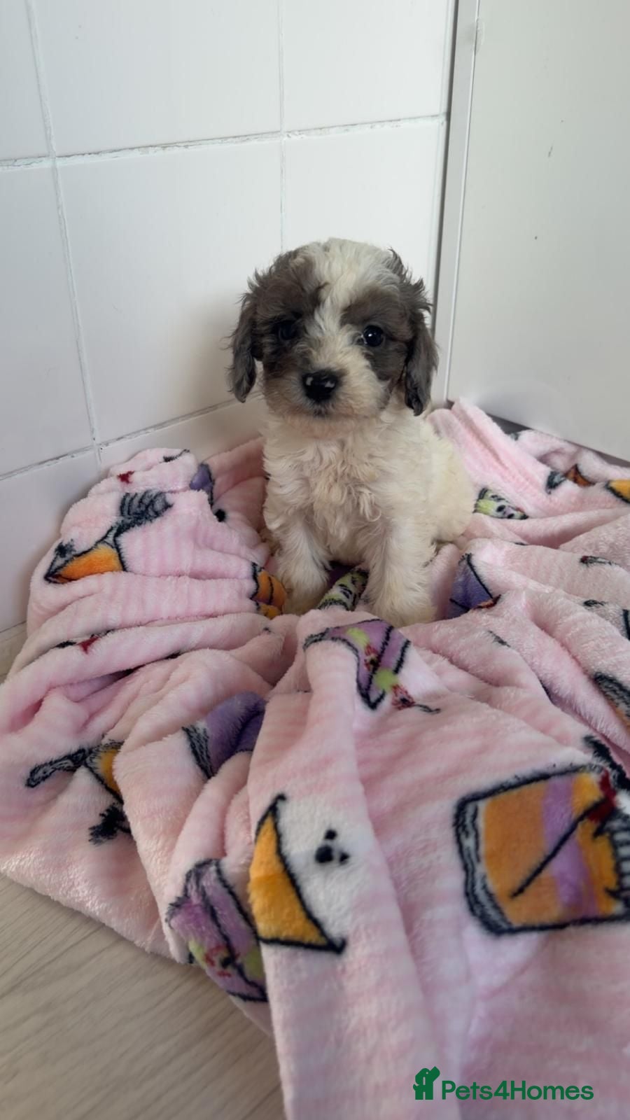Toy Poodle dogs Toy Poodle Puppies  - Advert 4
