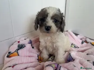 Toy Poodle dogs Toy Poodle Puppies - Advert 4
