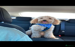 Cockapoo dogs for sale: Lovely Cockerpoo Male  - Image 2