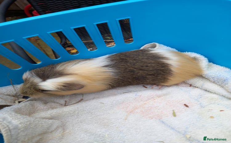 Guinea Pig rodents - Advert 2