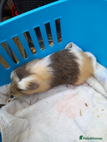 Guinea Pig rodents - Advert 9