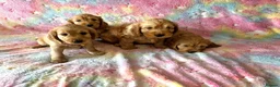 Cockapoo dogs for sale: Cockapoo❤❤❤ - Advert 11
