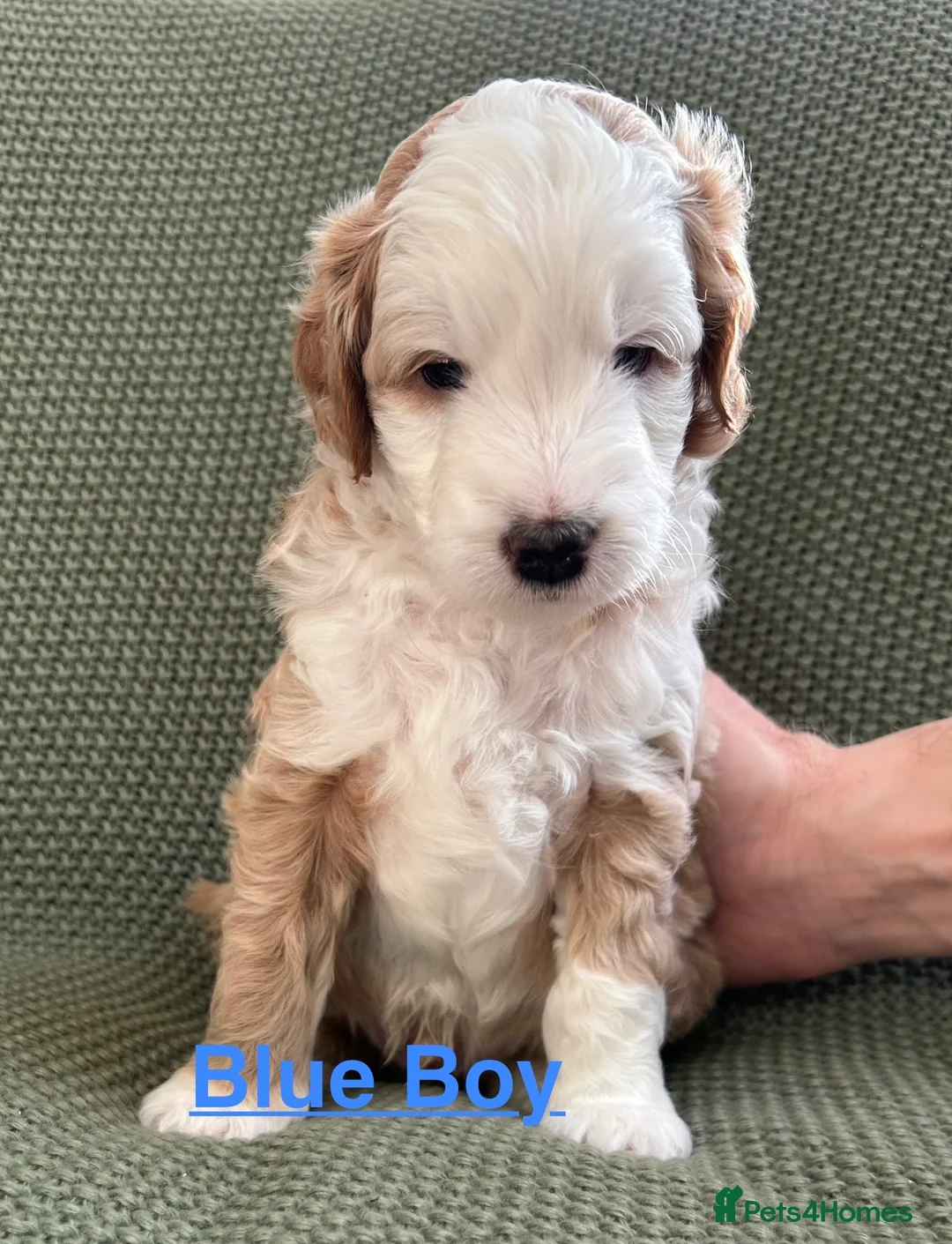Mixed Breed dogs for sale: Mini Goldendoodle / Aussiedoodle Doubledoodles - Advert 9