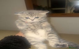 British Shorthair cats for sale: RARE LILAC COLOURPOINT BRITISH SHORT HAIR KITTENS  - Image 3
