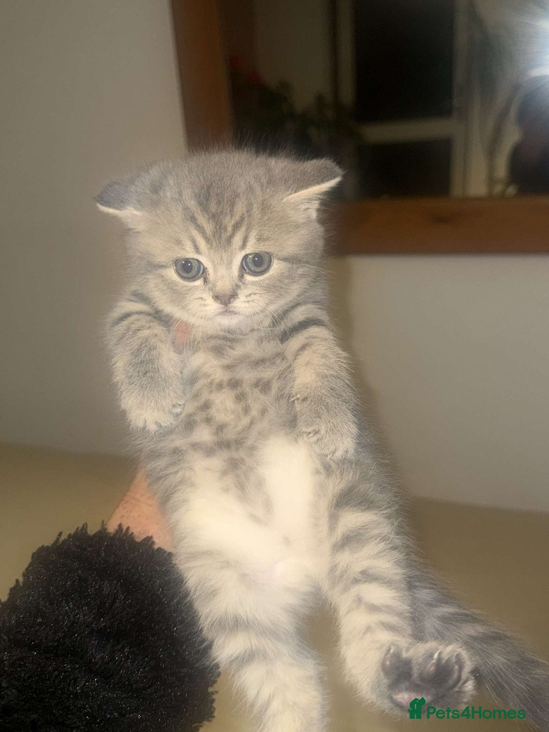 British Shorthair cats for sale: RARE LILAC COLOURPOINT BRITISH SHORT HAIR KITTENS  - Image 3
