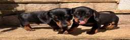 Miniature Dachshund dogs for sale: Monty the Miniature Dachshund  - Advert 10