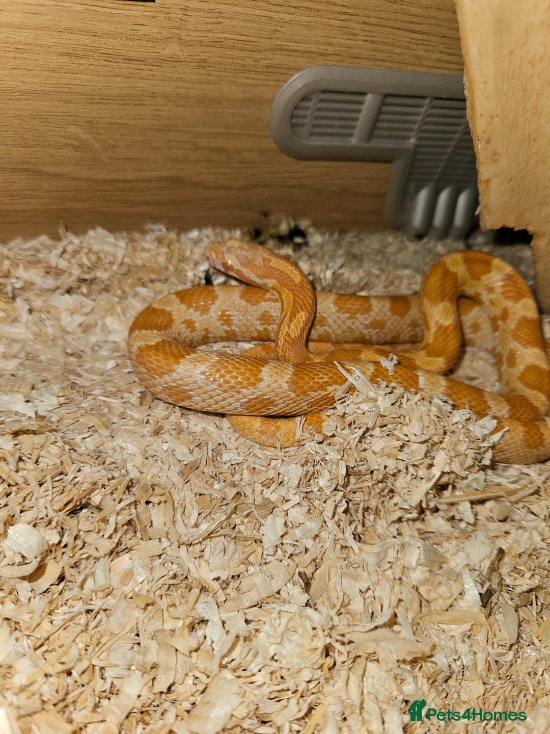 Corn Snake reptiles for sale: Male corn snake  - Advert 1