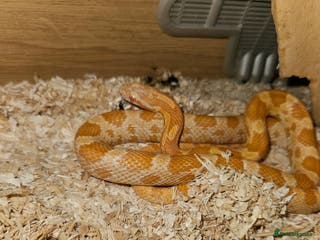 Corn Snake reptiles Male corn snake - Advert 11