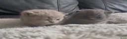British Shorthair cats for sale: 2 beautiful fluffy British shorthairs available  - Advert 4