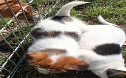 Jack Russell dogs for sale: Pure Jack Russell puppies - Image 10