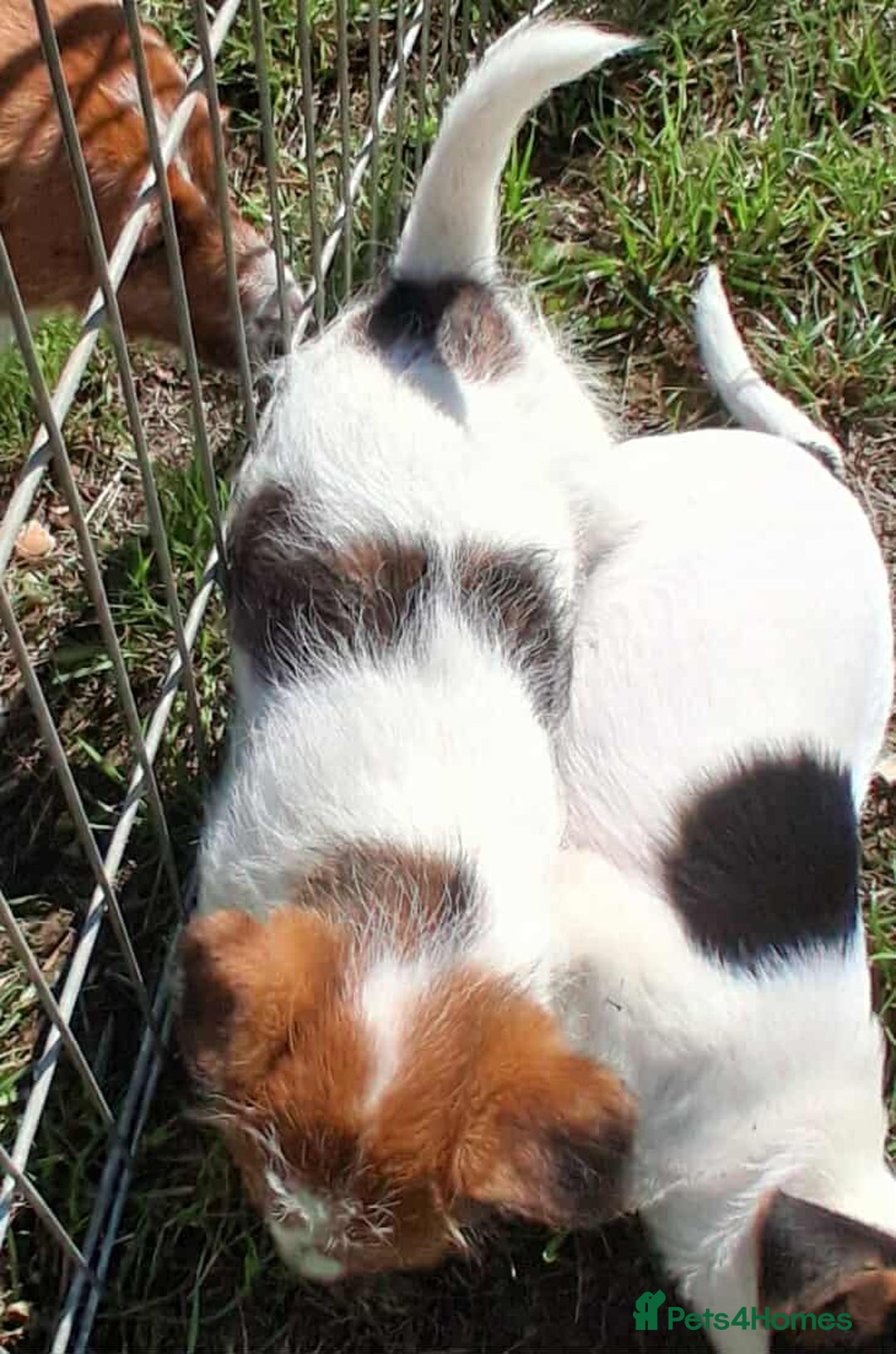 Jack Russell dogs for sale: Pure Jack Russell puppies - Image 10