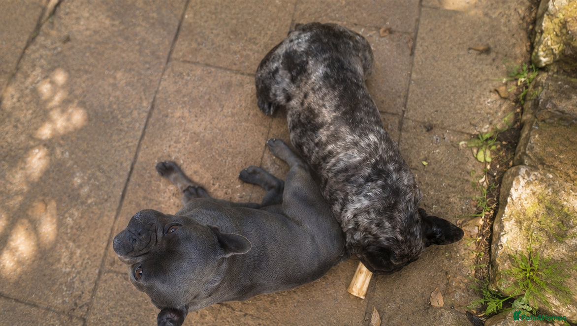French Bulldog dogs for sale: Loving Home Wanted for Beautiful French Bulldogs - Advert 2