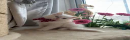 Maine Coon cats for sale: Maincoon Kittens ready to find new home  - Advert 25