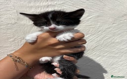 Mixed Breed cats for sale: 4 Kittens  - Image 11