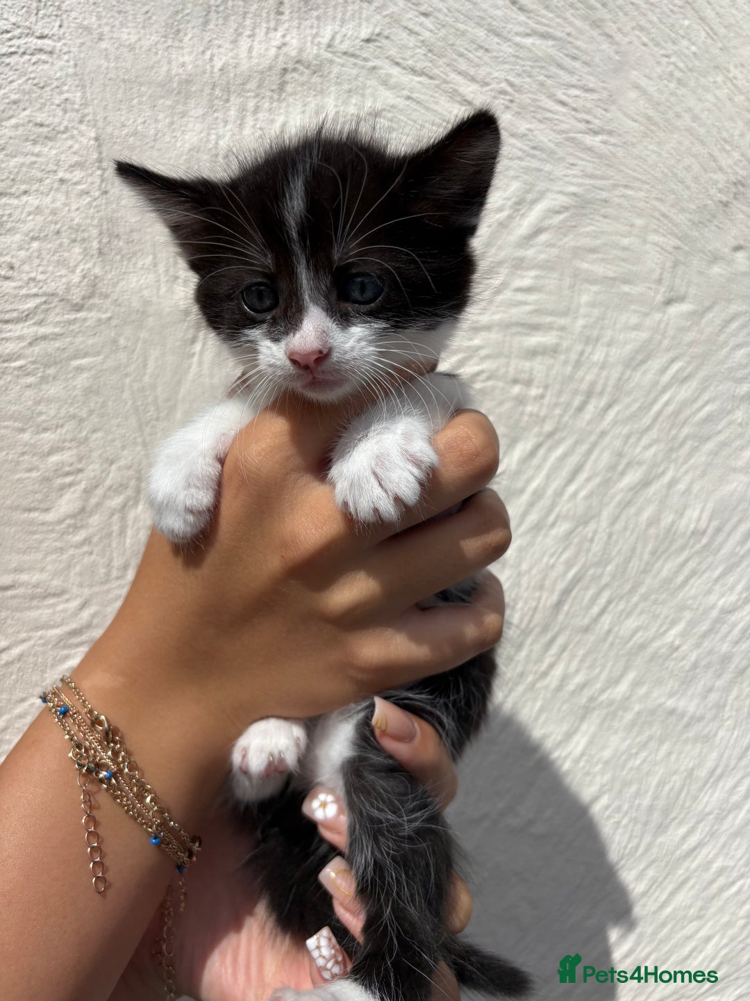 Mixed Breed cats for sale: 4 Kittens  - Image 11