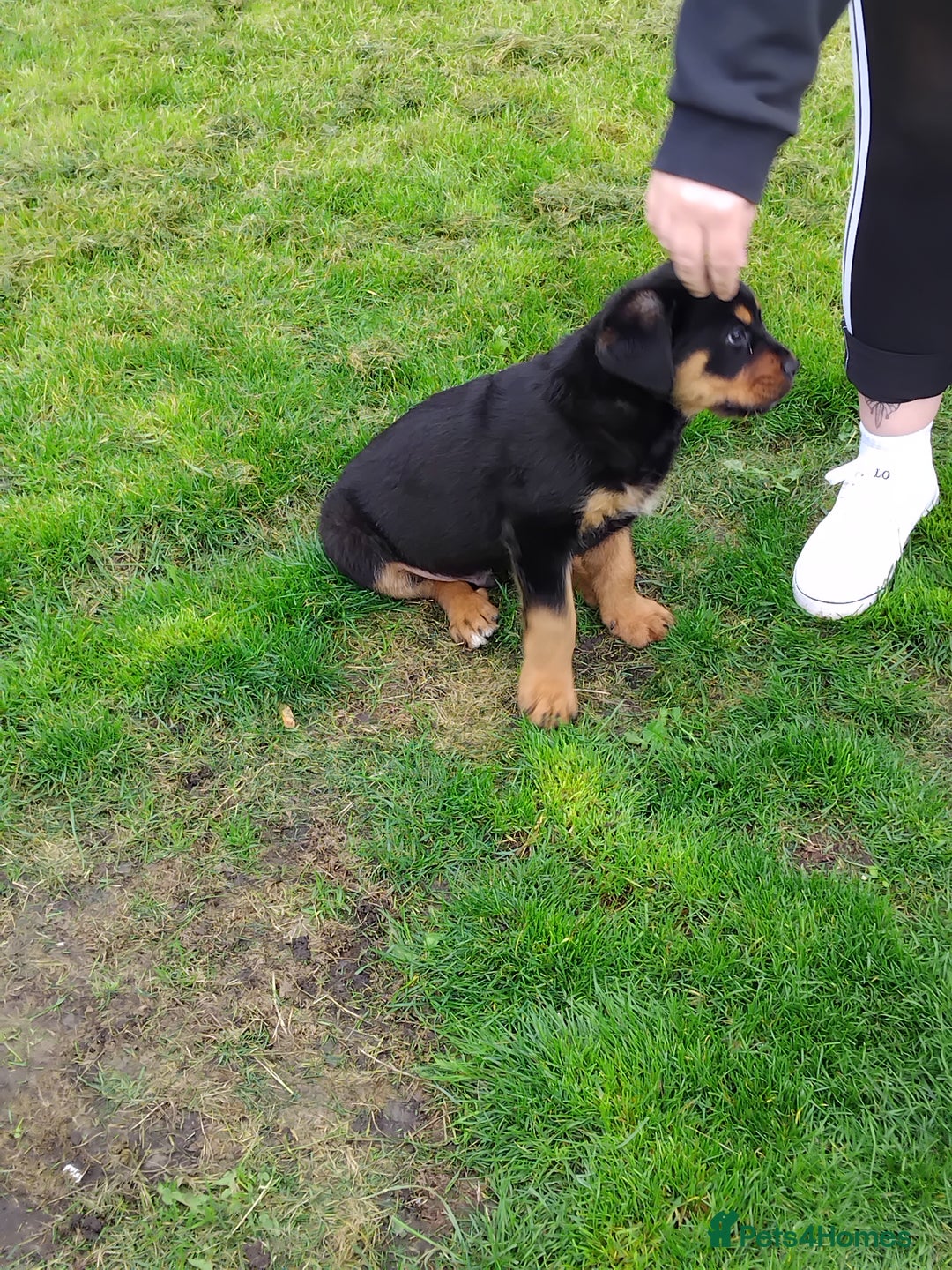 Rottweiler dogs for sale: 12 week German rottweiler  - Image 3