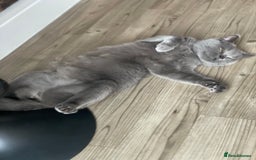British Shorthair cats for sale: British Shorthair Female - Image 5