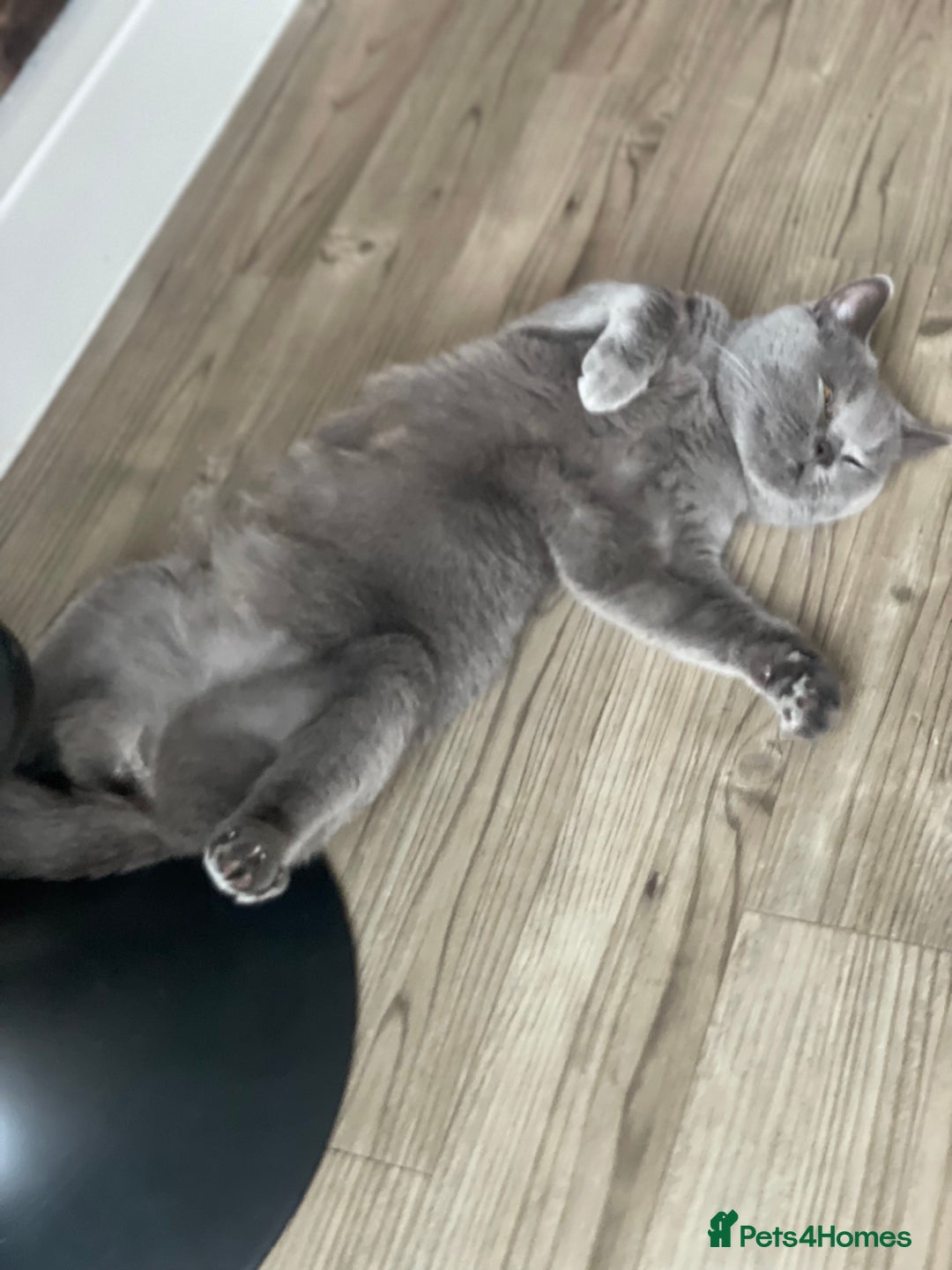 British Shorthair cats for sale: British Shorthair Female - Image 5