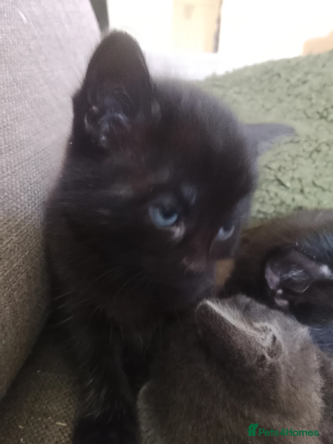 Ragdoll cats for sale: Half ragdoll kittens in Andover - Advert 2
