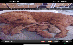 Labradoodle dogs for sale: Labradoodle puppies  - Image 4