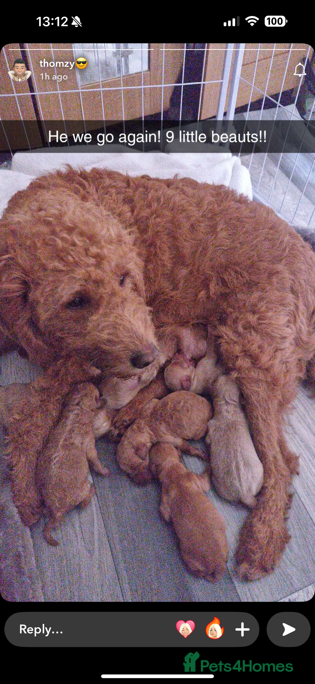 Labradoodle dogs for sale: Labradoodle puppies  - Image 4