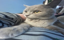 British Shorthair cats for sale: missy! grey british short hair. - Image 7