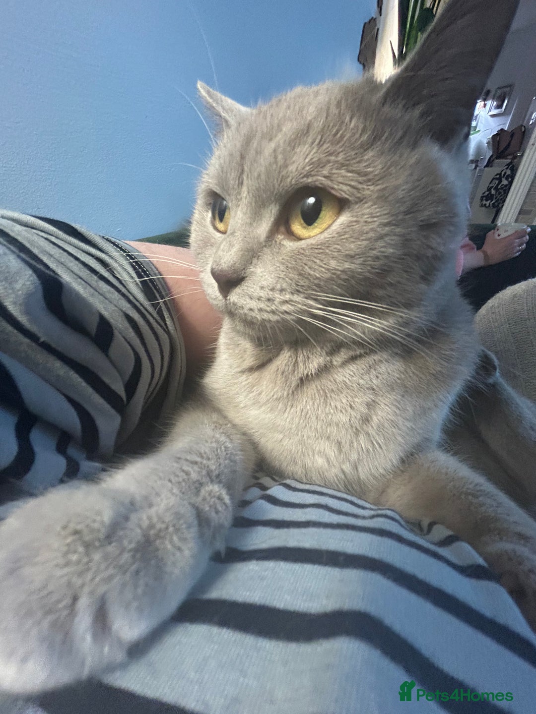 British Shorthair cats for sale: missy! grey british short hair. - Image 7