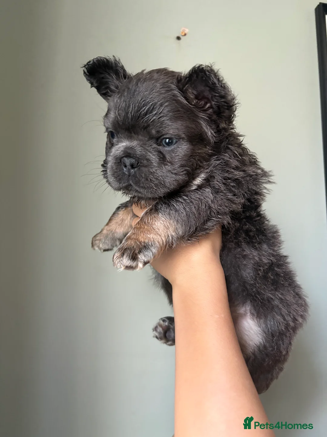 French Bulldog dogs for sale: Blue & Tan Fluffy French Bulldogs  - Advert 4