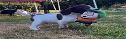 English Springer Spaniel dogs for sale: Lovely Liver and white puppies  in Launceston - Advert 6