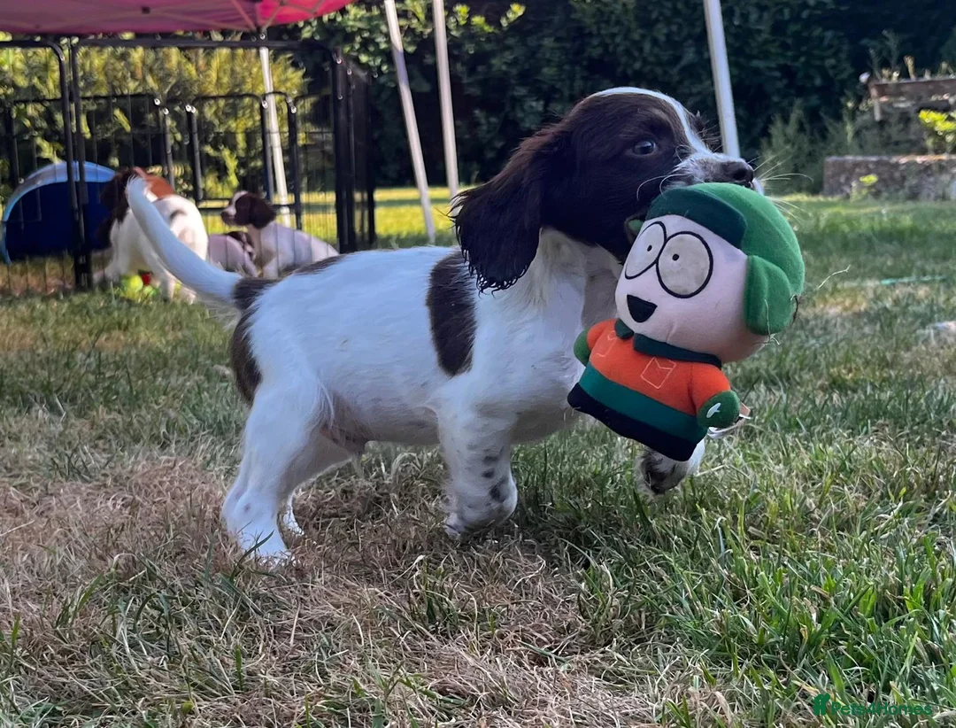 English Springer Spaniel dogs for sale: Lovely Liver and white puppies  in Launceston - Advert 6