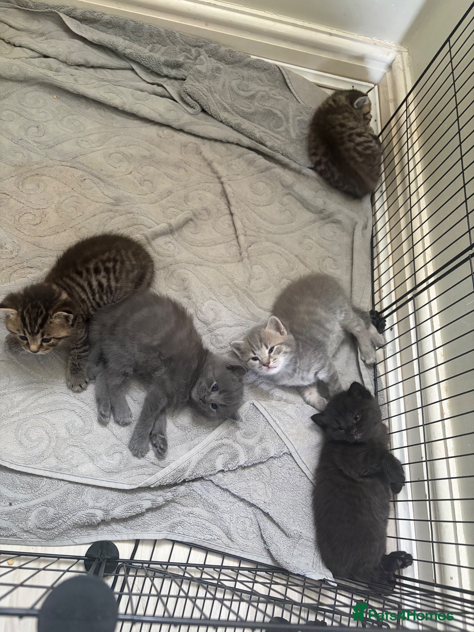 Mixed Breed cats 5 Adorable British Shorthair Mix-breeds  - Advert 1