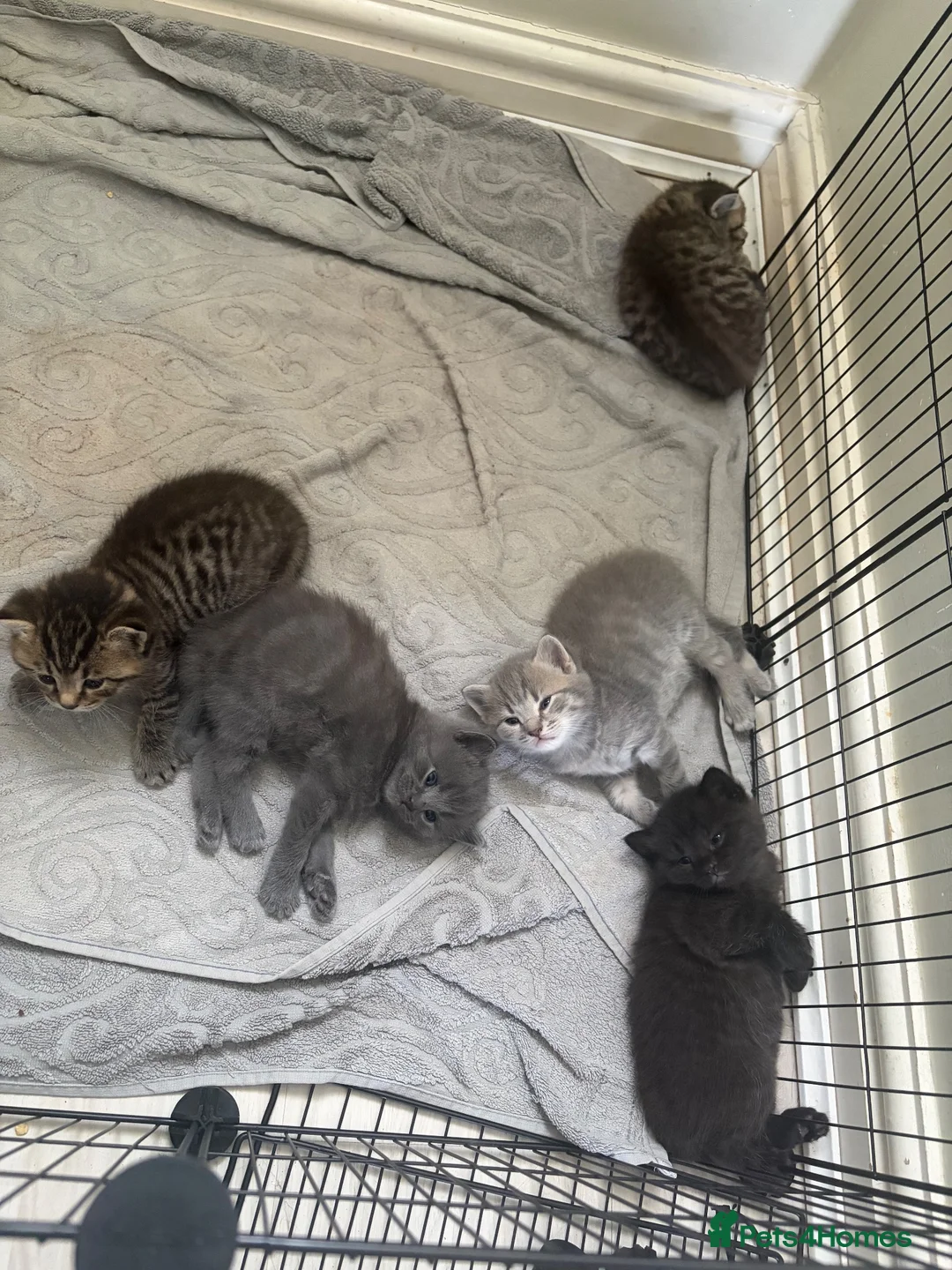 Mixed Breed cats for sale: 5 Adorable British Shorthair Mix-breeds  - Advert 1