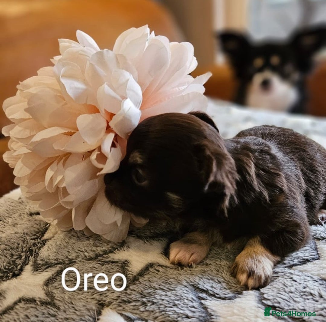 Chihuahua dogs for sale: ✨ Stunning KC long coat BOYS only✨ - Image 8