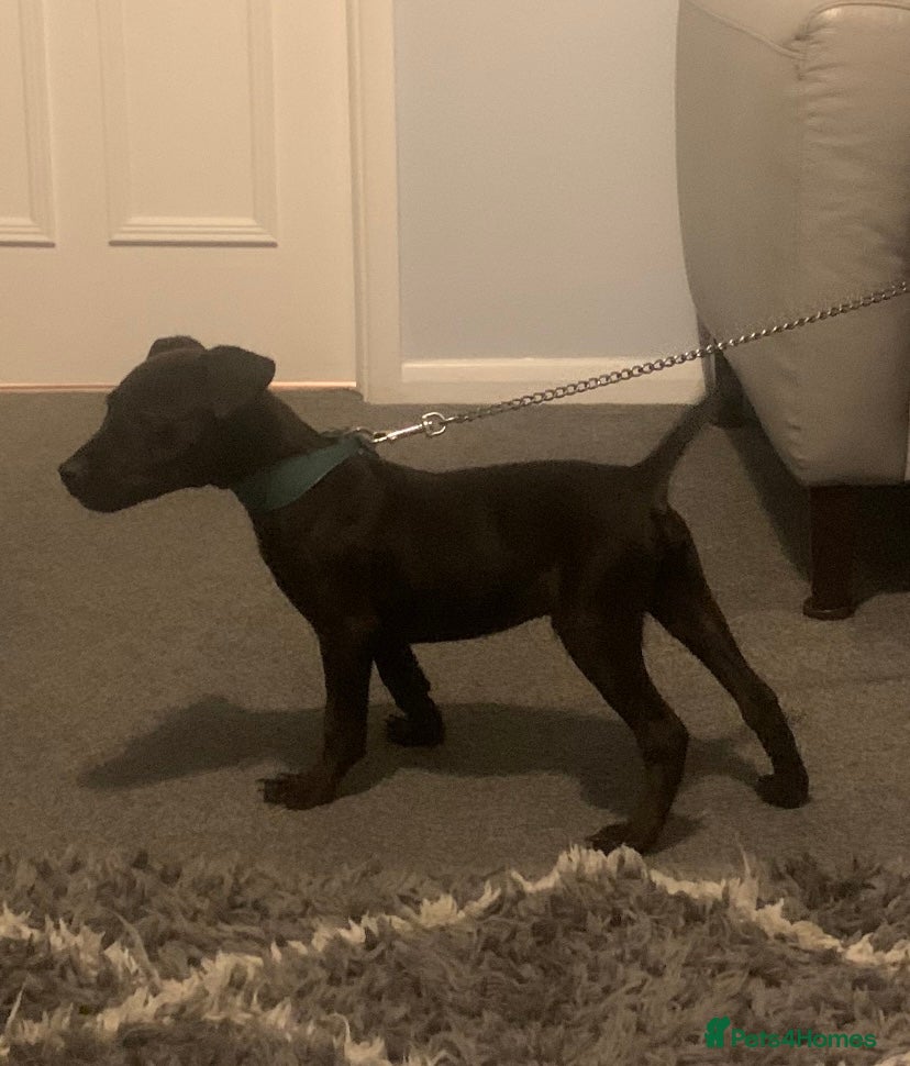 Patterdale Terrier dogs patterdale terrier boy puppy (16 weeks old  - Advert 13