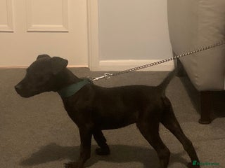 Patterdale Terrier dogs patterdale terrier boy puppy (16 weeks old - Advert 4